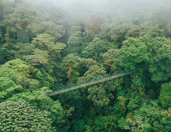 Monteverde Hanging bridges Tour pakc Ficus Hotel bakground